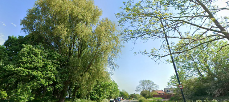 Rooting out danger: local Labour team secures Stainton Way tree cutback