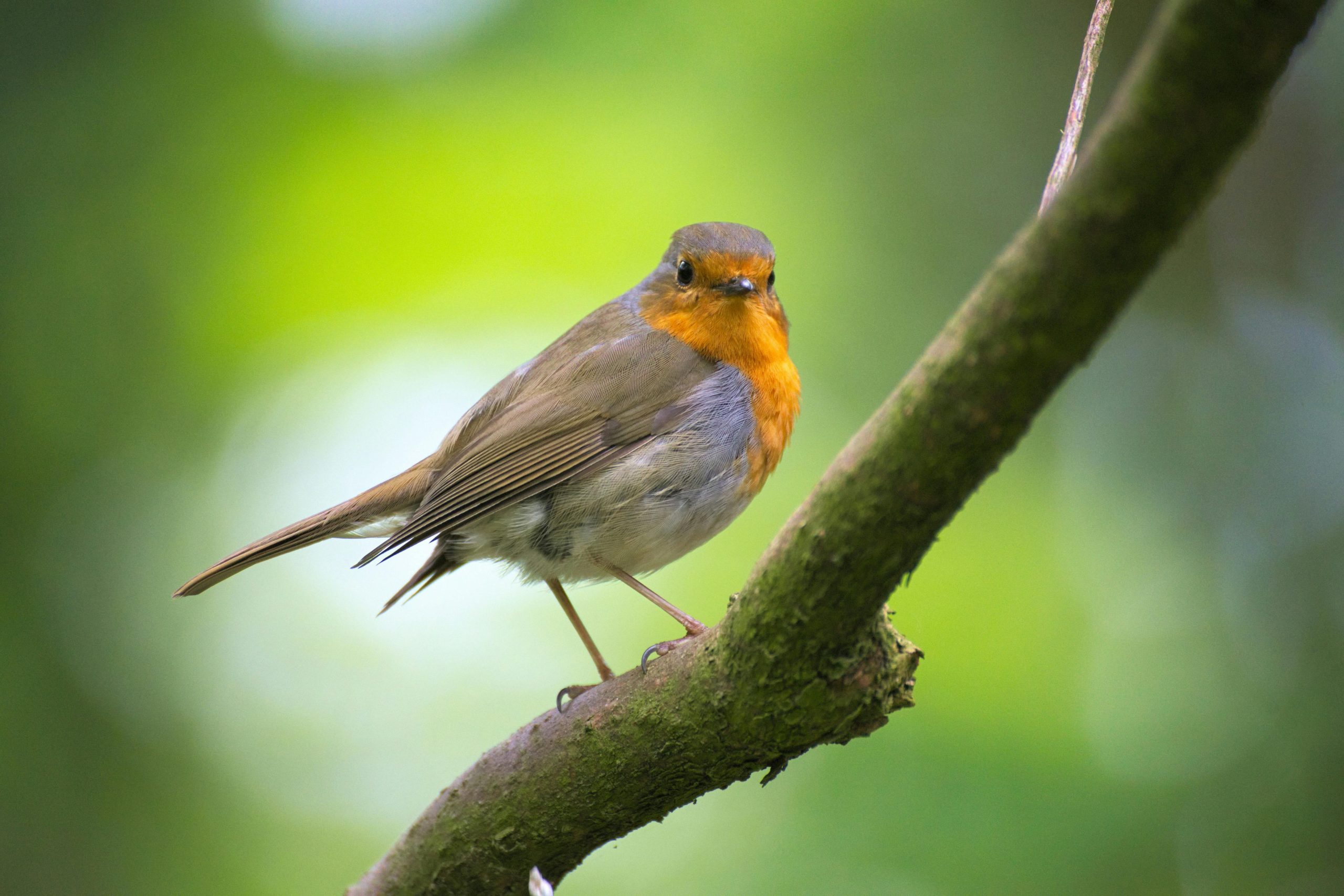 Luke changes law to improve animal welfare